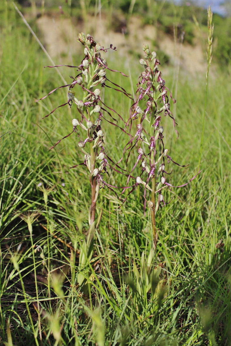 Orchidee Basso PiemonteEntroterra Liguria